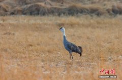 “中国白头鹤之乡”丰林迎北归候鸟 多措并举守护“栖息乐土”